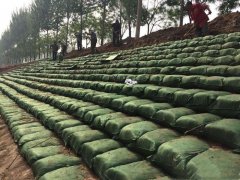 生态袋施工案例